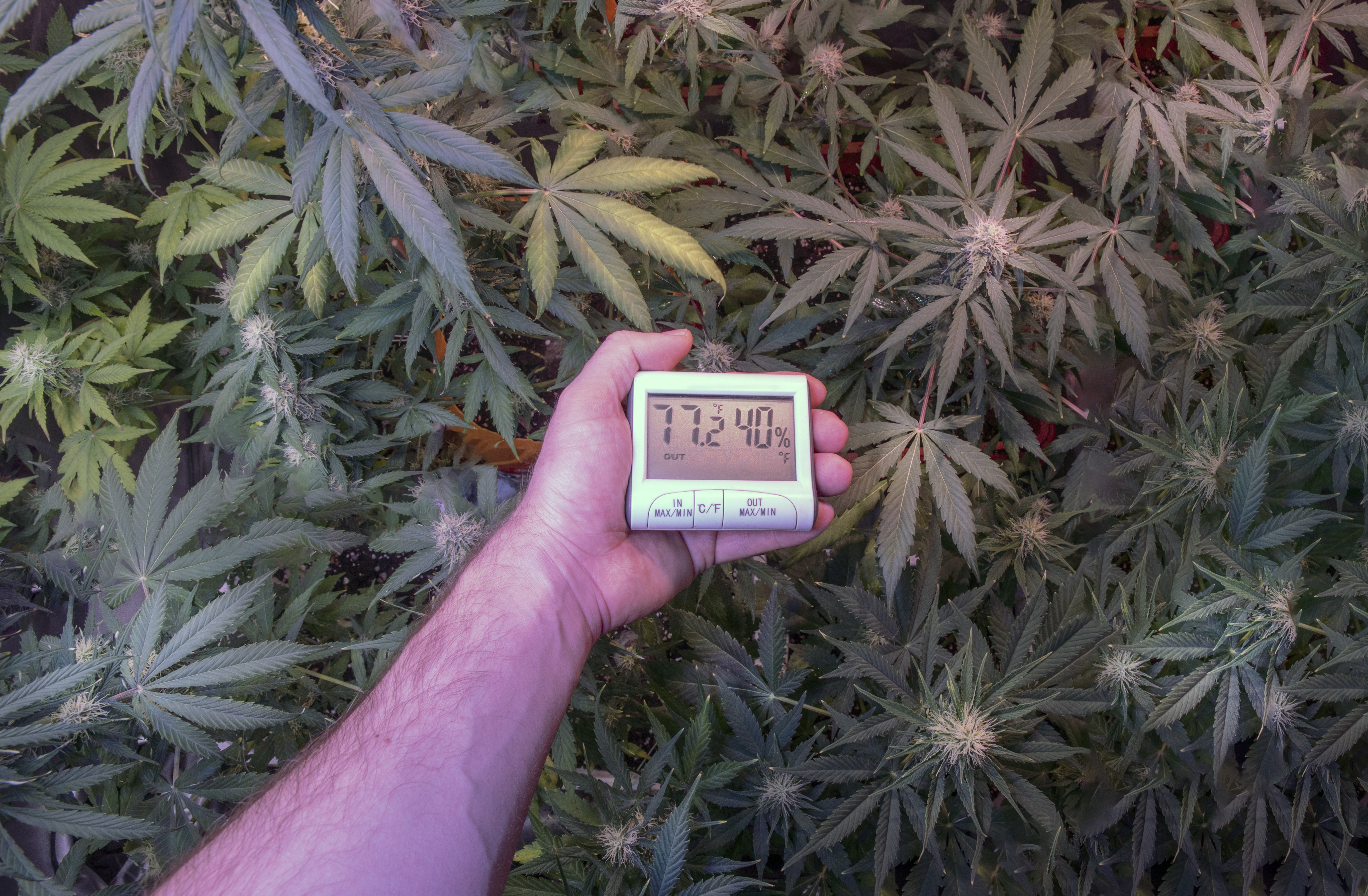 Temporary Climate Control at Each Step of the Cannabis Crop Cycle