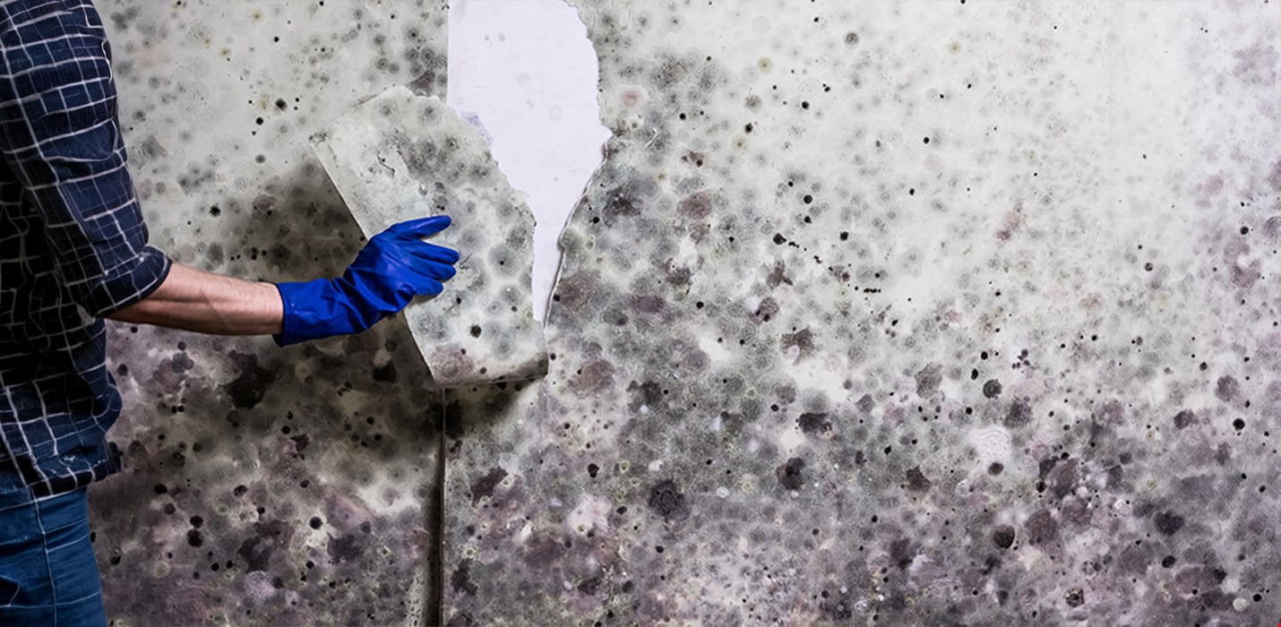 Rimozione della muffa dopo un danno da acqua – in modo sostenibile e sicuro con POLYGON Svizzera