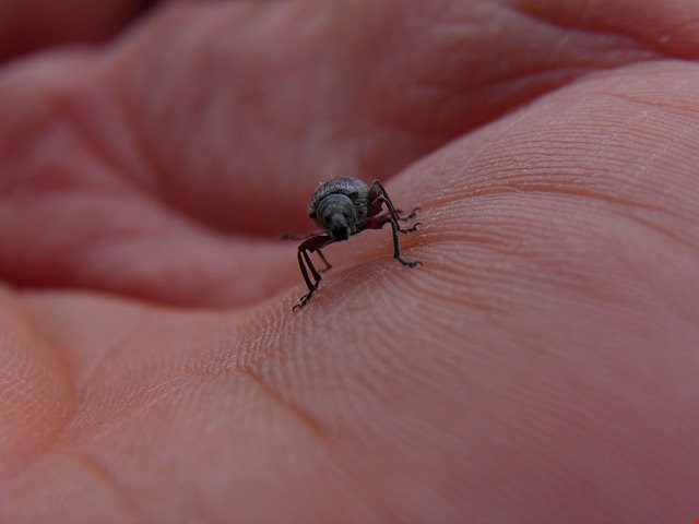Is Your Archive Environment Attracting Insects?