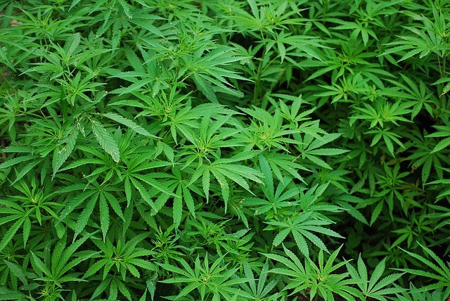 Using Climate Control to Enhance Cannabis Growth