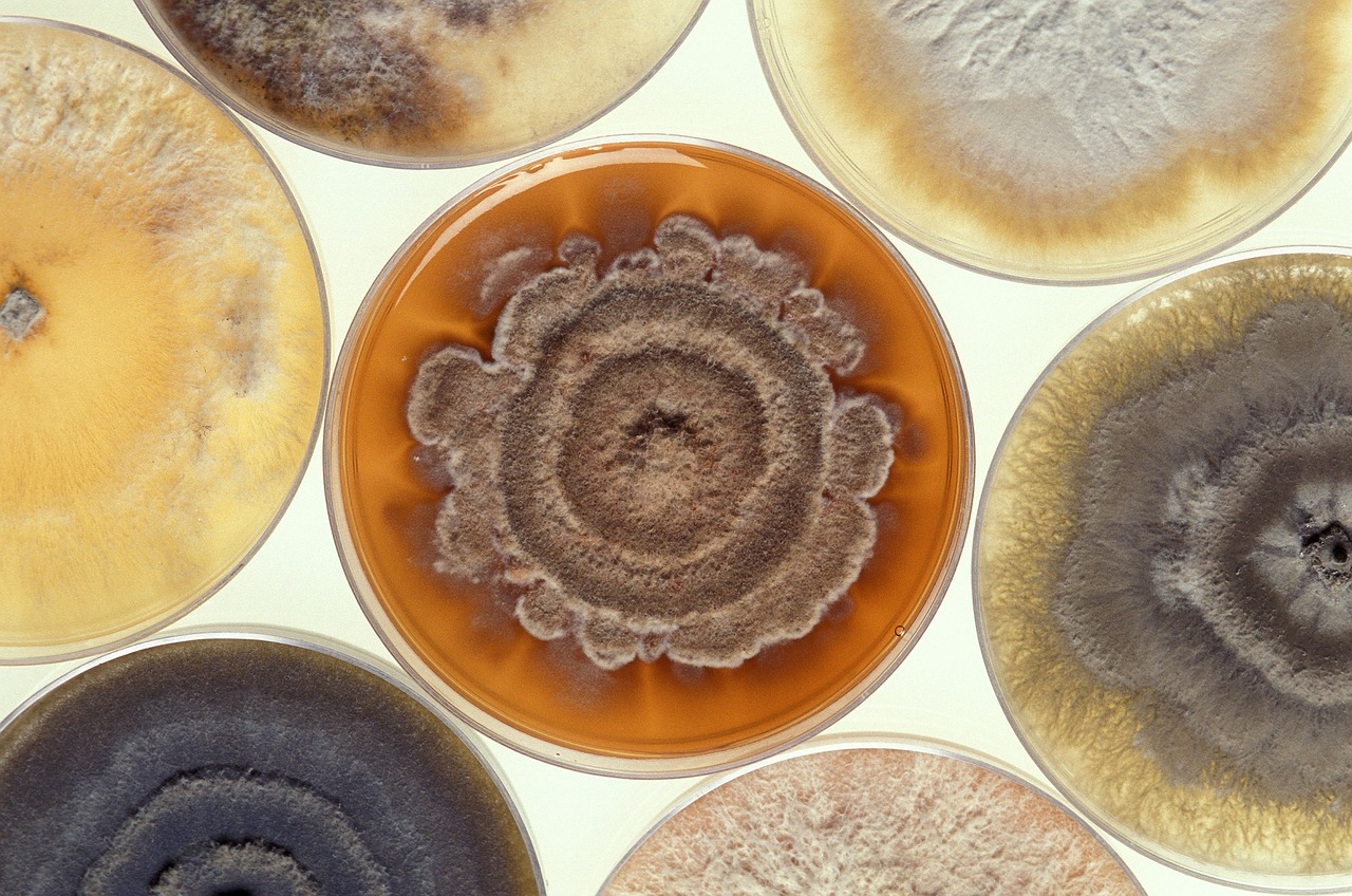 Tips for Preventing Indoor Mold