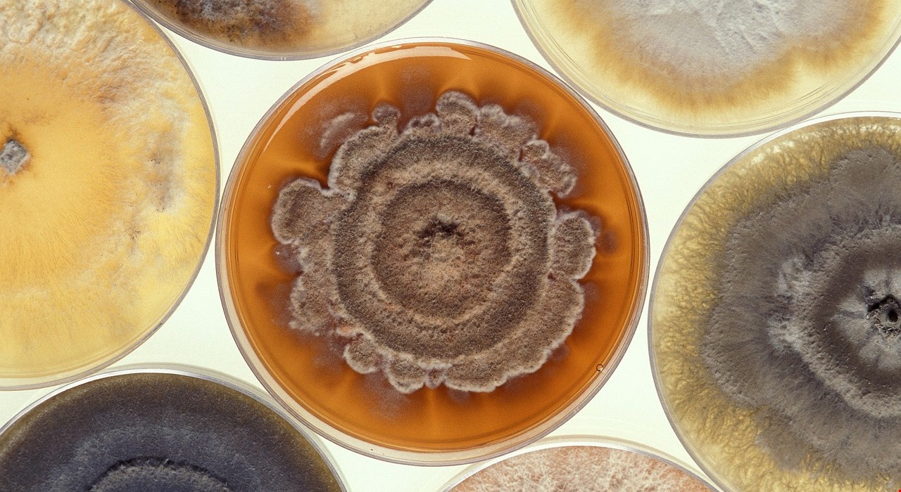 Tips for Preventing Indoor Mold