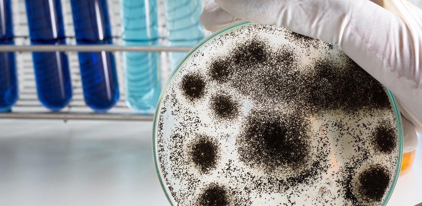 Décontamination de Moisissures